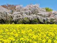 【昭和記念公園】定番の公園の桜はやはり素晴らしく感動❗️