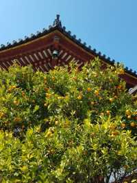 ✅【興福寺 攻略ガイド】  阿修羅に会いに行こう！国宝だらけを制覇する旅