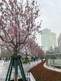 Pretty In Pink Outside Dream Plaza, Wuhan