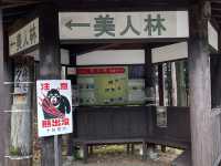 冬の静寂に包まれる美人林散策