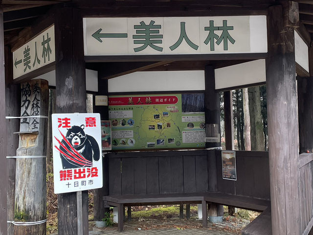 冬の静寂に包まれる美人林散策