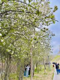 Solitude in Pink: Finding Zen Among Xiliu Lake's Cherry Blossoms