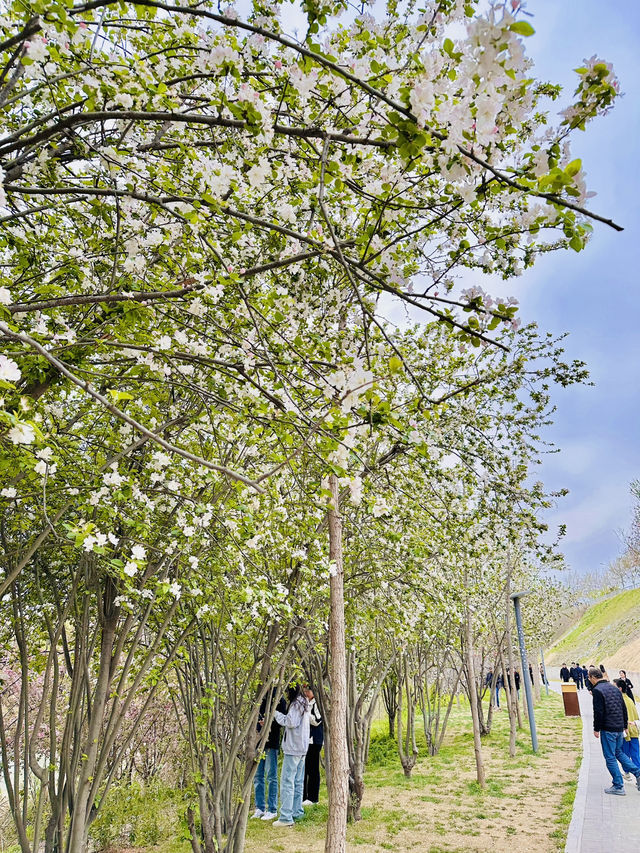 Solitude in Pink: Finding Zen Among Xiliu Lake's Cherry Blossoms