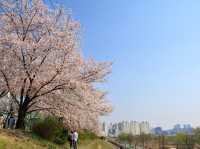 新道林・安養川の桜並木でのんびり花見散歩🌸