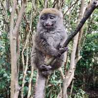 Lemur Island｜看狐猴的最佳地點之一