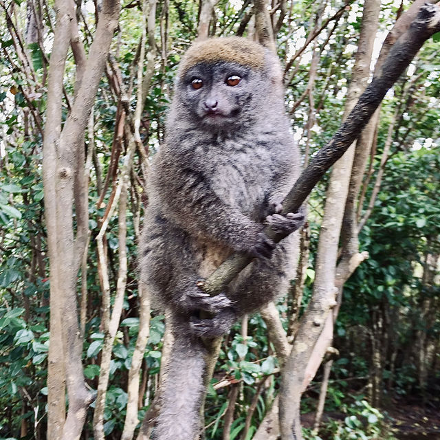 Lemur Island｜看狐猴的最佳地點之一