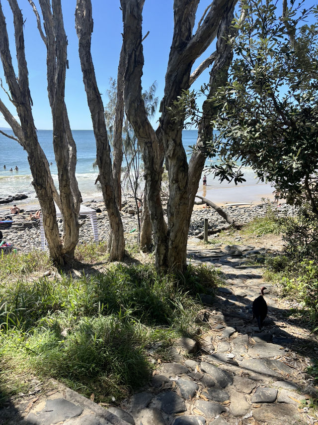 【Noosa National Park（ヌーサ国立公園）】