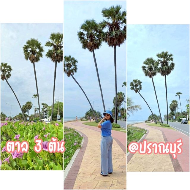 ตาล 3 ต้น @ ปราณบุรี