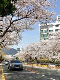 CHERRY BLOSSOMS IN FULL GLORY, THE MOST SWEETEST MOMENT
