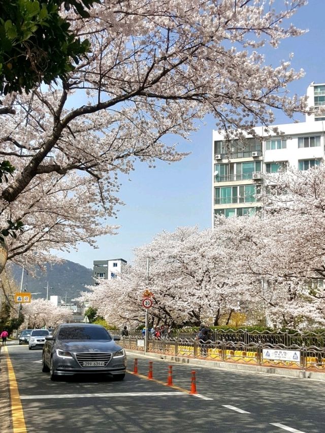 CHERRY BLOSSOMS IN FULL GLORY, THE MOST SWEETEST MOMENT