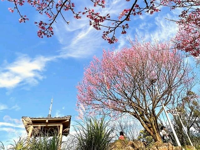 汐止大尖山步道，賞櫻兼健行半日遊 Go