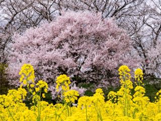 Cherry Blossoms and Rapeseed Flowers at Gongendo!