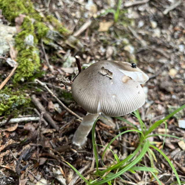 🌲【木梶山】⛰️ まつさかイレブン