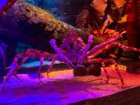 SEA LIFE 