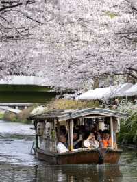 A Cherry Blossom Adventure in Kyoto – 13 Secret Sakura Spots Discovered on a 30,000-Step Day