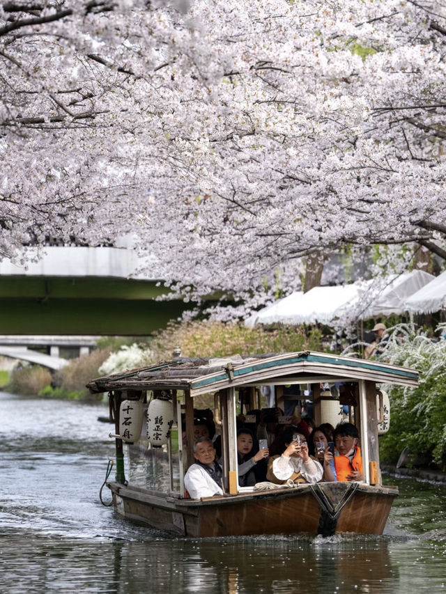 A Cherry Blossom Adventure in Kyoto – 13 Secret Sakura Spots Discovered on a 30,000-Step Day