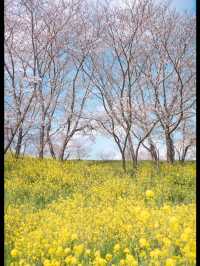 🌸 Chiba’s Hidden Gem: Sakura and Canola Flower Fields at the Kanyu Castle Museum 🌸