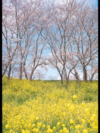 🌸 Chiba’s Hidden Gem: Sakura and Canola Flower Fields at the Kanyu Castle Museum 🌸