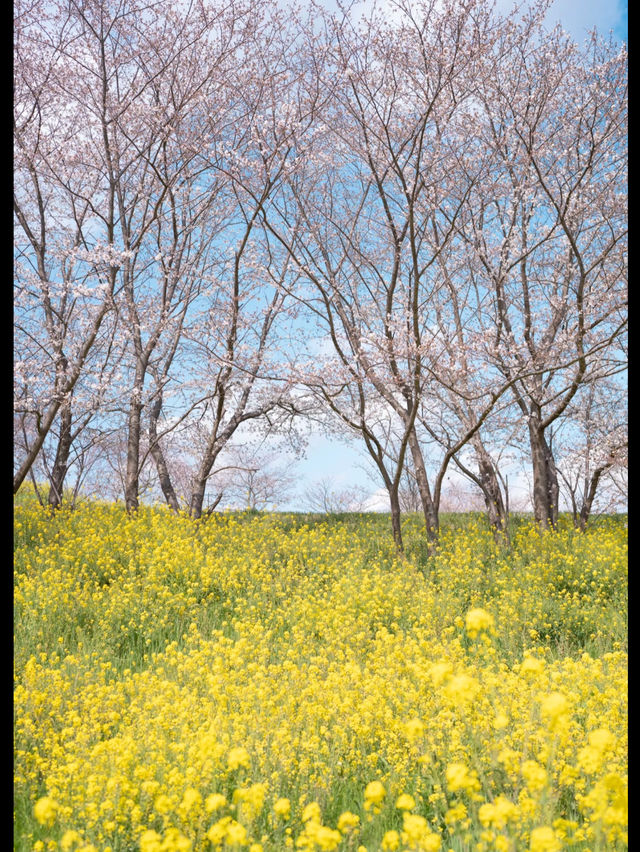 🌸 Chiba’s Hidden Gem: Sakura and Canola Flower Fields at the Kanyu Castle Museum 🌸