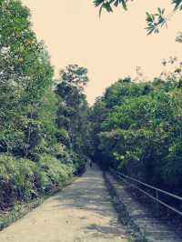 My Wild (& Slightly Sweaty) Adventure in Sandakan Rainforest Park 🌿🐒