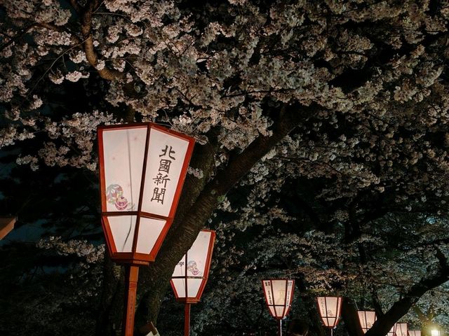 Sakura in Kanazawa - the hidden gem