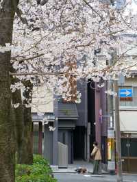 Kyoto! A Hidden Cherry Blossom Park Straight Out of a Drama 🌸