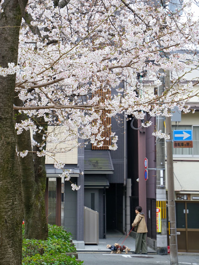 Kyoto! A Hidden Cherry Blossom Park Straight Out of a Drama 🌸