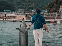 Swim with Dolphins in Kyushu: A One-Day Escape to Youra, Tsukumi