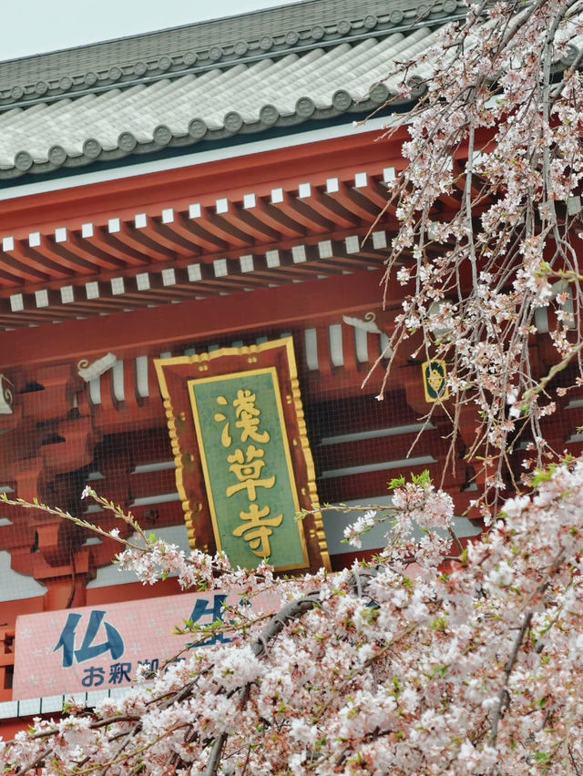 Sakura Serenity: Cherry Blossoms at Sensoji Temple