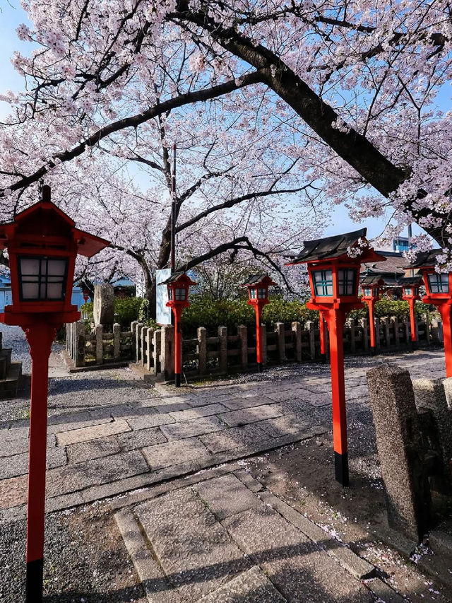 Kyoto Hidden Cherry Blossom Gem - Takenaka Inari Shrine 🌸🚶‍♀️