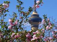 🌸 Yuyuantan Park: Beijing’s Pink Paradise You Can’t Miss! 🌸
