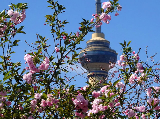 🌸 Yuyuantan Park: Beijing’s Pink Paradise You Can’t Miss! 🌸