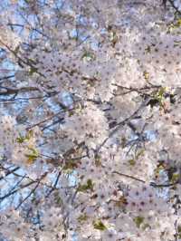Tenjo-ji Temple Sakura | Kyoto's Hidden Weeping Cherry Gem