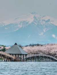 Aomori One-Day Sakura Adventure 🌸🚗 | Chasing Cherry Blossoms Across the North!