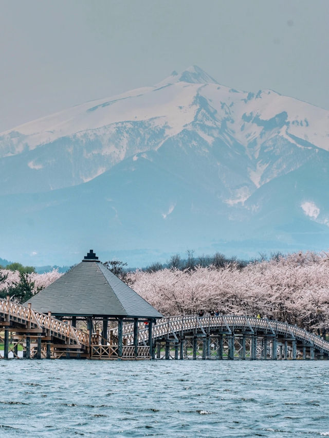Aomori One-Day Sakura Adventure 🌸🚗 | Chasing Cherry Blossoms Across the North!