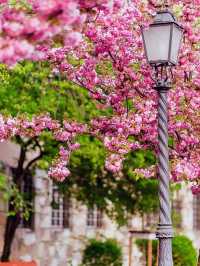 🇭🇺 Budapest Cherry Blossoms