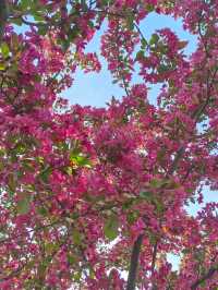 Where the cherry blossoms Meet the Flow: Changbai’s Serene Spring
