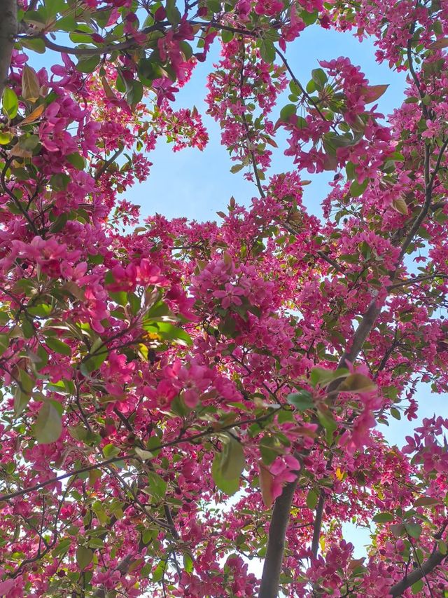 Where the cherry blossoms Meet the Flow: Changbai’s Serene Spring