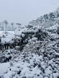 Winter wonderlanc