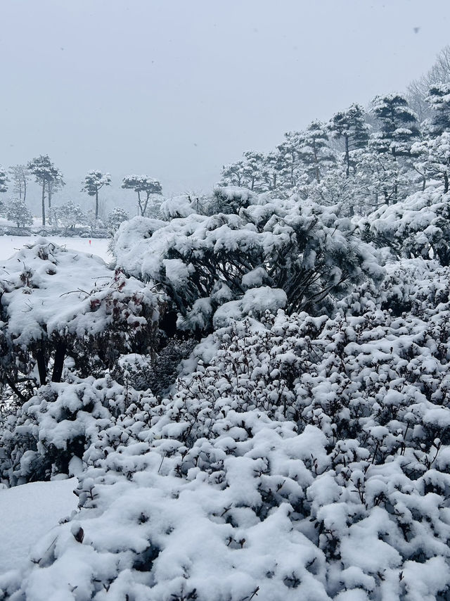 Winter wonderlanc