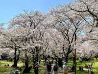 東京賞櫻-百花齊放的國營昭和紀念公園
