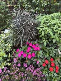 香港公園｜偽櫻花宮粉羊蹄甲