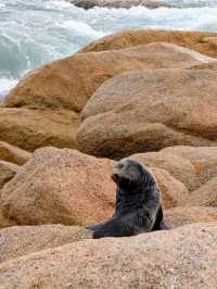 🦭Seal-iously Unexpected Encounters at Basham Beach 🦭