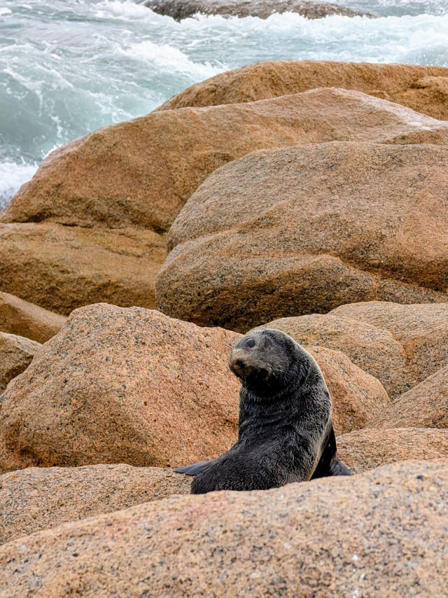 🦭Seal-iously Unexpected Encounters at Basham Beach 🦭
