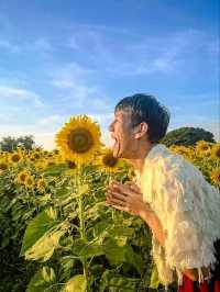 ทุ่งทานตะวัน🌻🌻🌻 อ.วังทอง ของดีที่มีปีละครั้ง