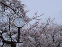 Through the Cherry Blossom Tunnel: A Fairytale Rail Journey to Ashino Koen