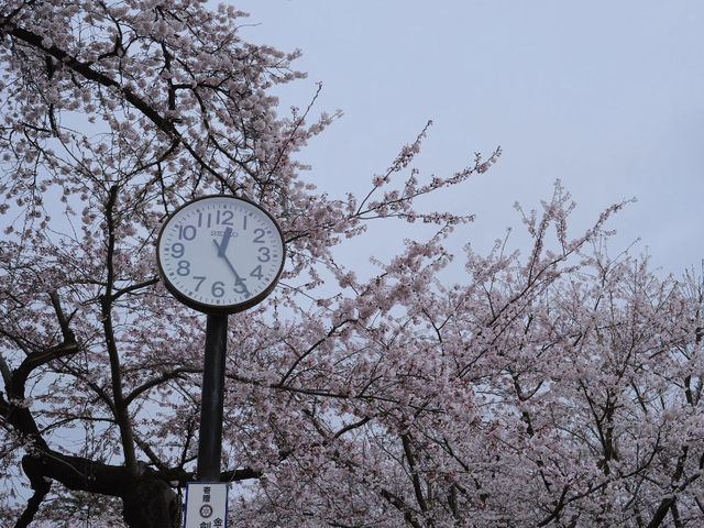 Through the Cherry Blossom Tunnel: A Fairytale Rail Journey to Ashino Koen