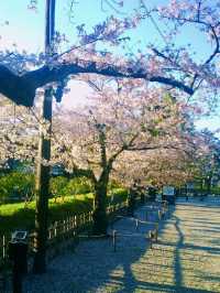 Tsuruga Castle – A Spring Icon of Aizuwakamatsu