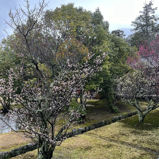 日本奈良半日遊🇯🇵