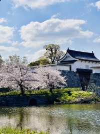 Petals and Postcards: A Stroll Beneath Fukuoka’s Cherry Blossom Canopy